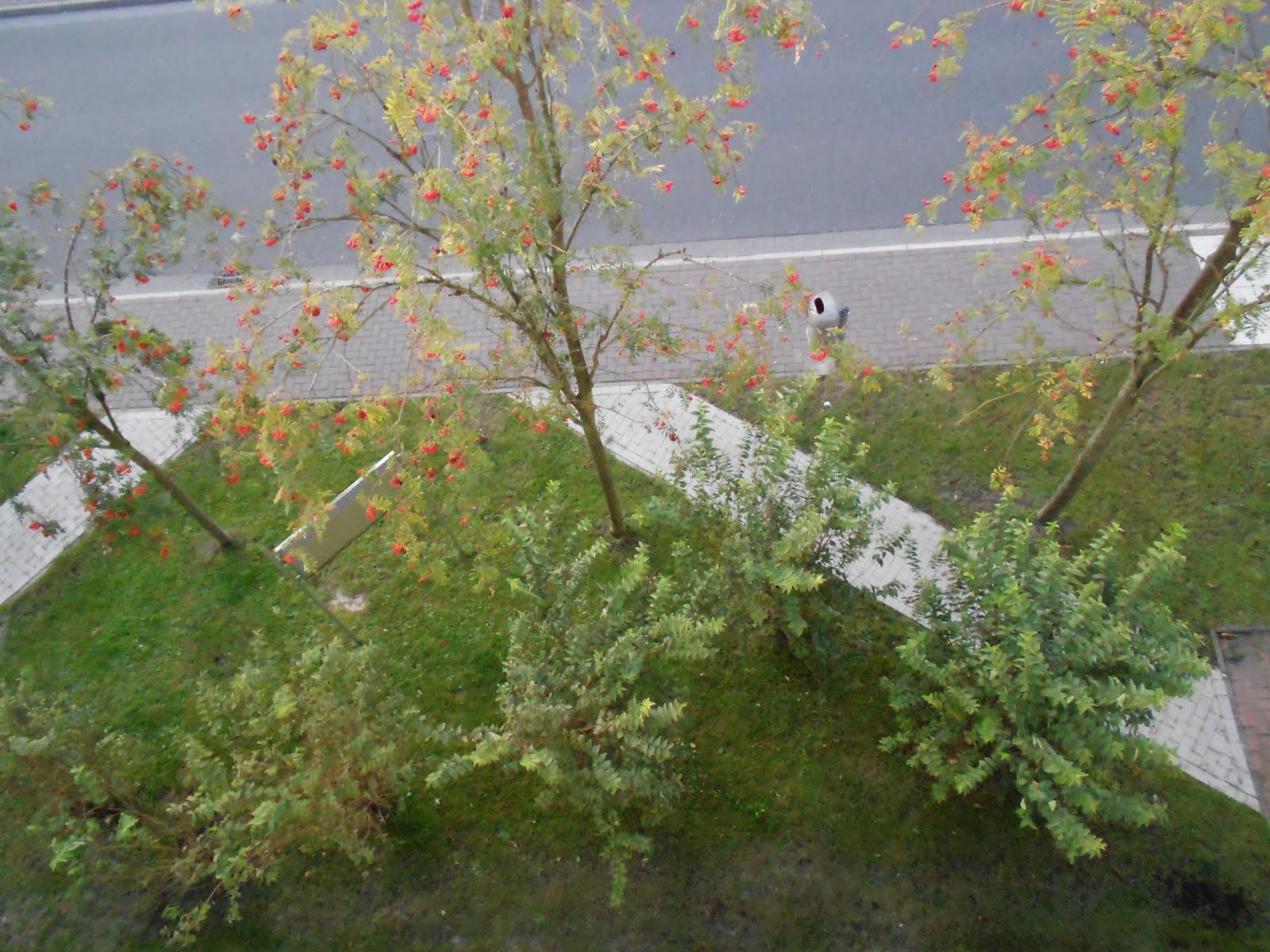 Trees you can see from my window looking down