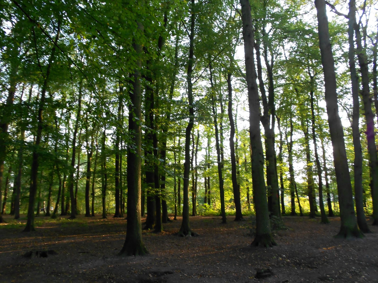 Tress in a nearby park