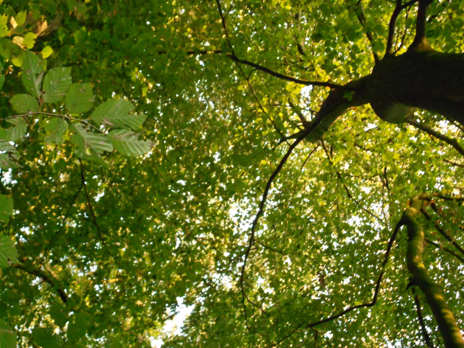 Looking up