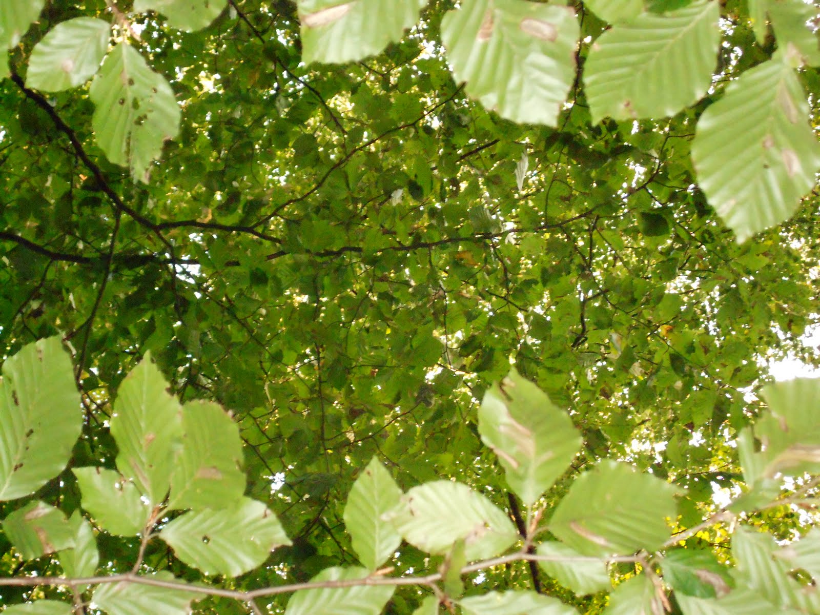 Through the leaves