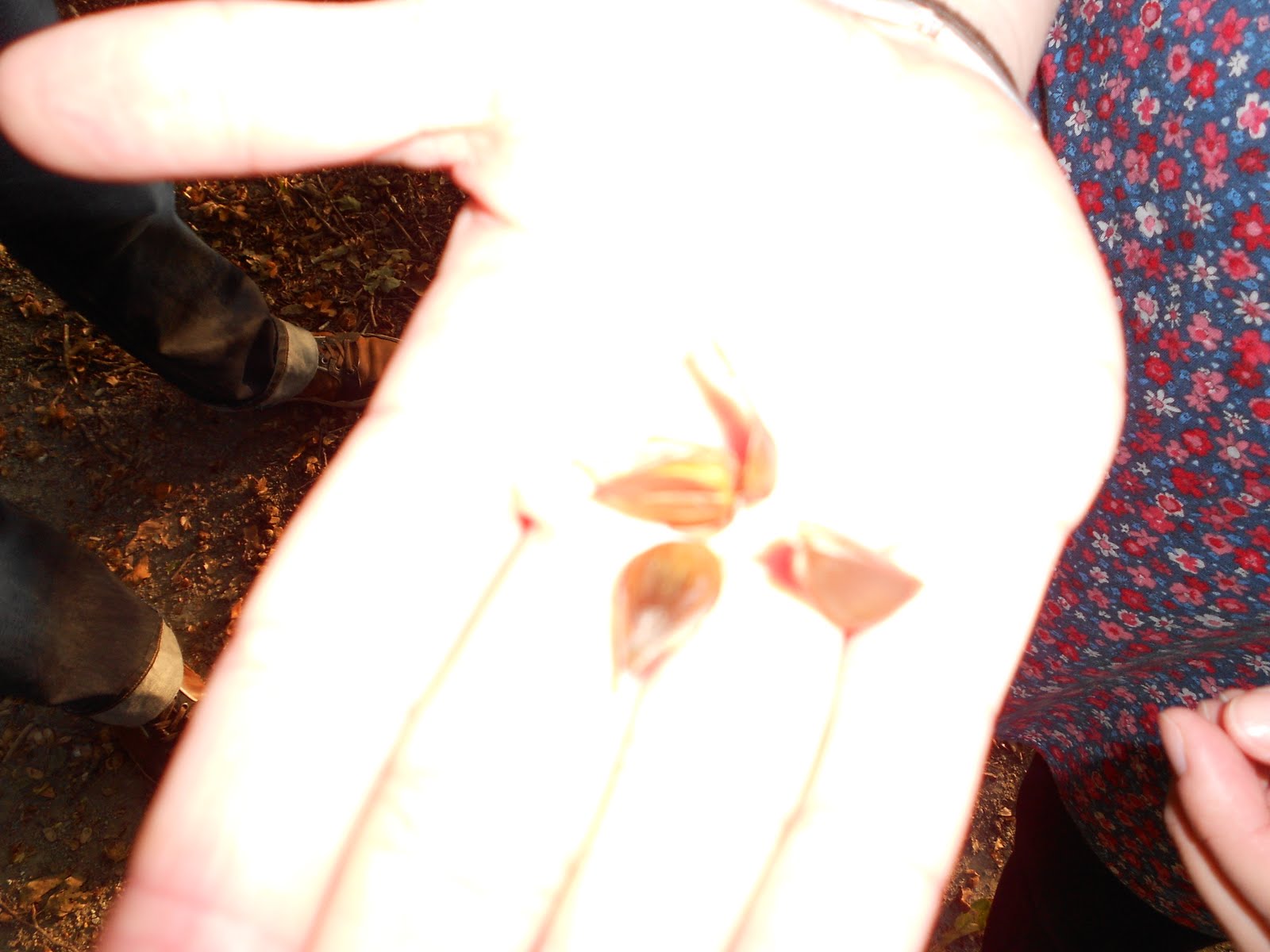Edible nuts lying around